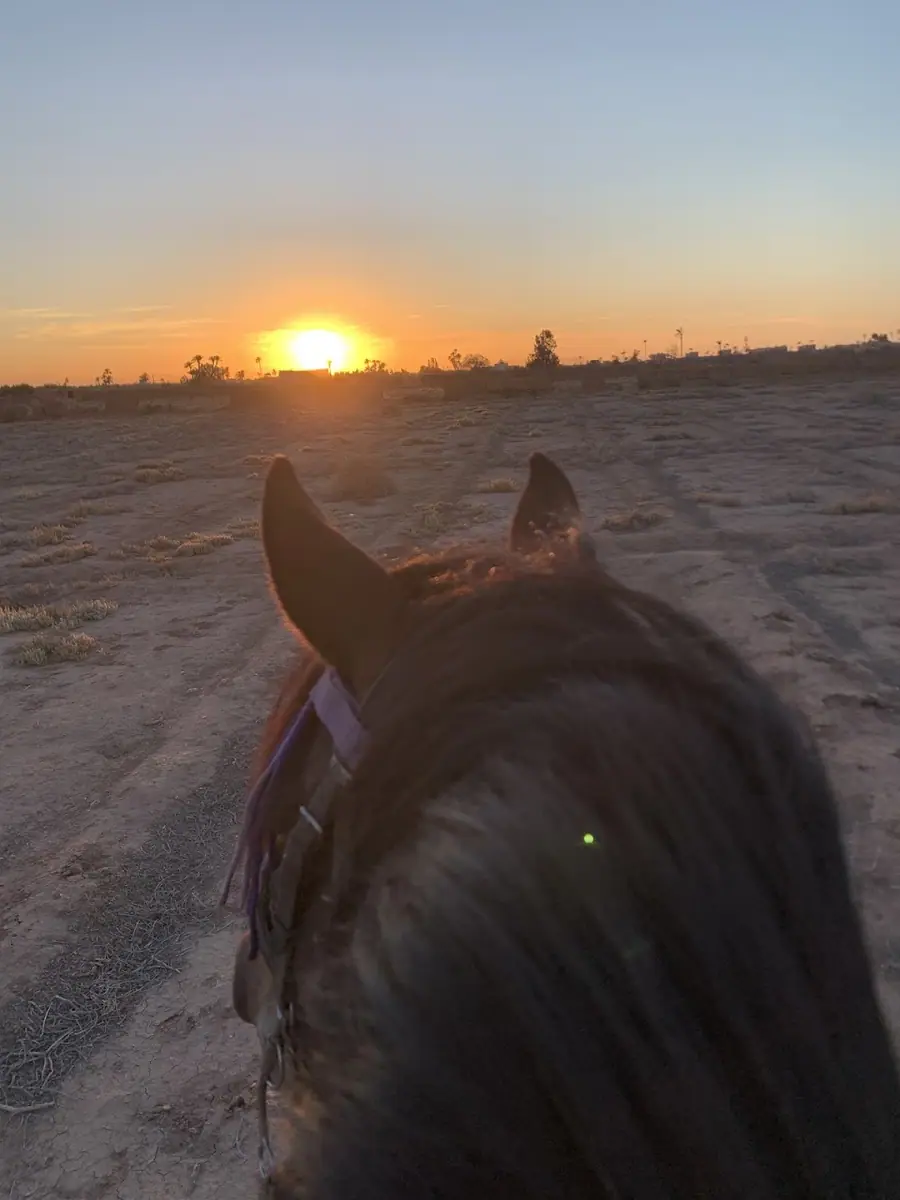 Sunset Horse Ranch · Équitation · Marrakech · photo 3