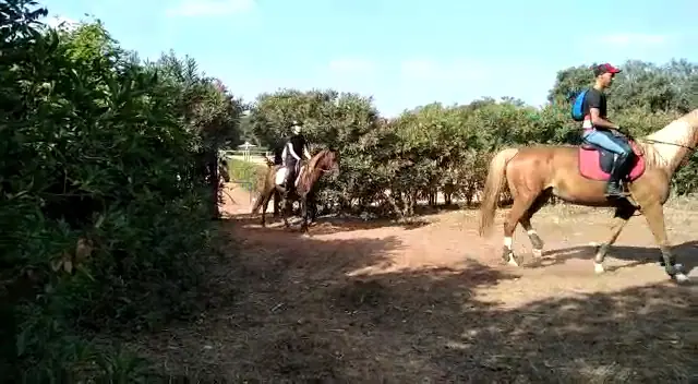 Pony Club De Rabat · Équitation · Rabat · photo 2