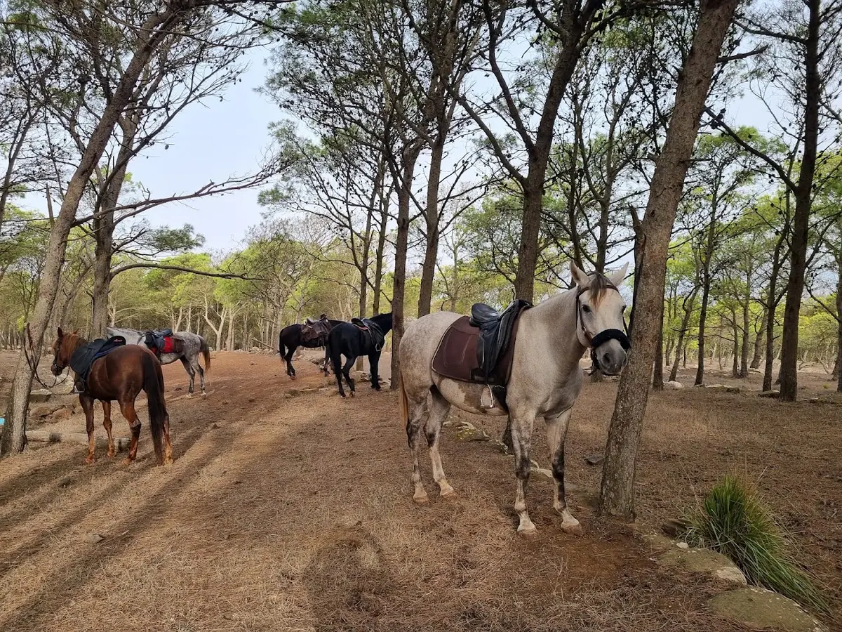 Finca caballos "Finca la Yeguada de Tisamrin" · Équitation · Nador
