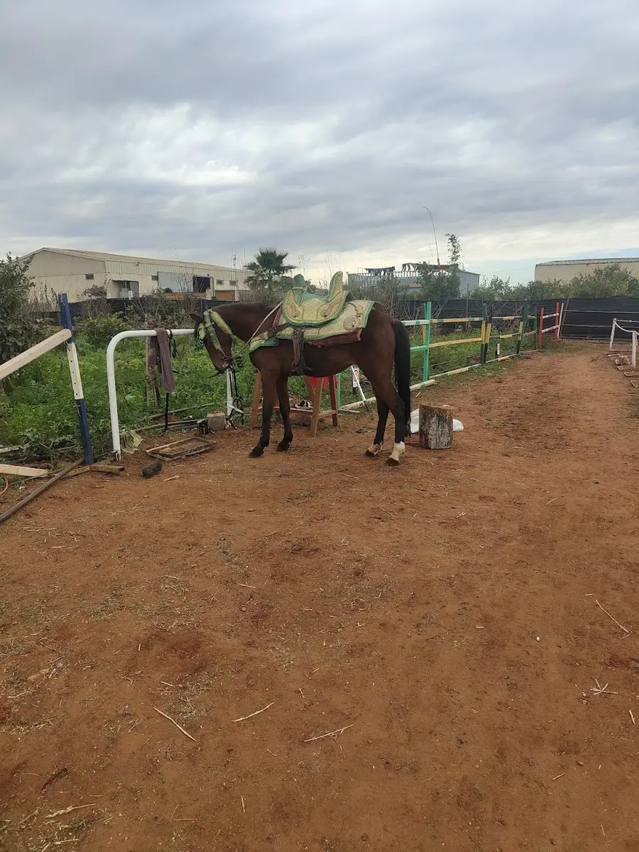 Club d'Art Équestre · Équitation · Rabat · photo 3