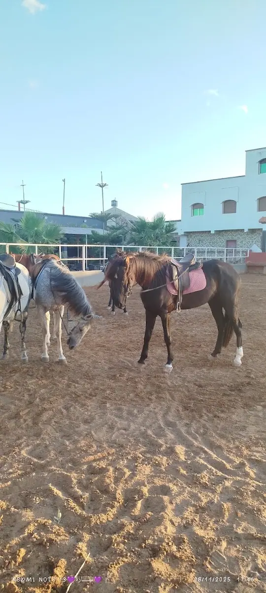 Club Equestre Campaminto · Équitation · Nador · photo 3