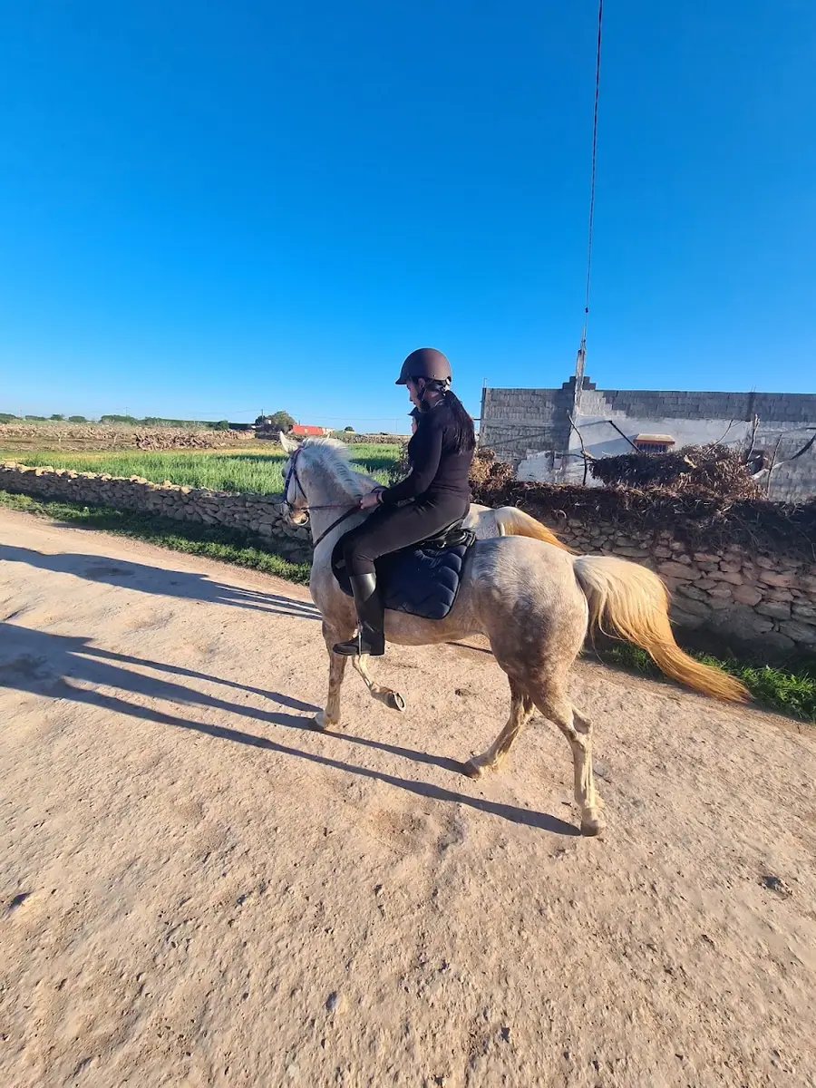 El Aaz Arabians Stud · Équitation · El Jadida