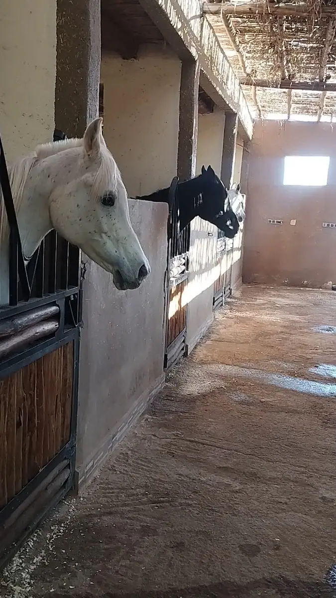 Equestre Palmeraie - Cheval Marrakech atlas · Équitation · Marrakech · photo 2