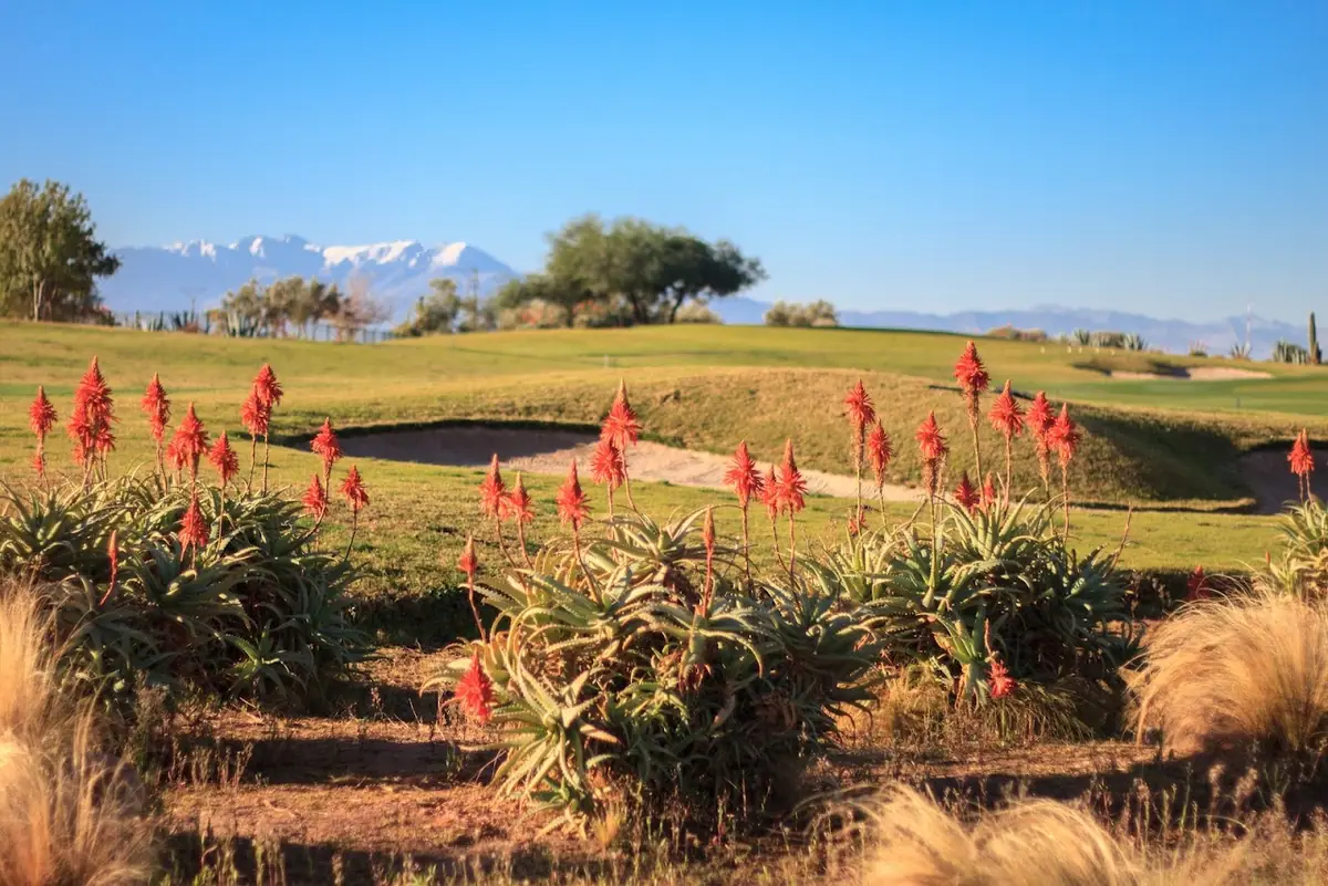 Samanah Golf Club by Nicklaus · Golf · Marrakech · photo 3