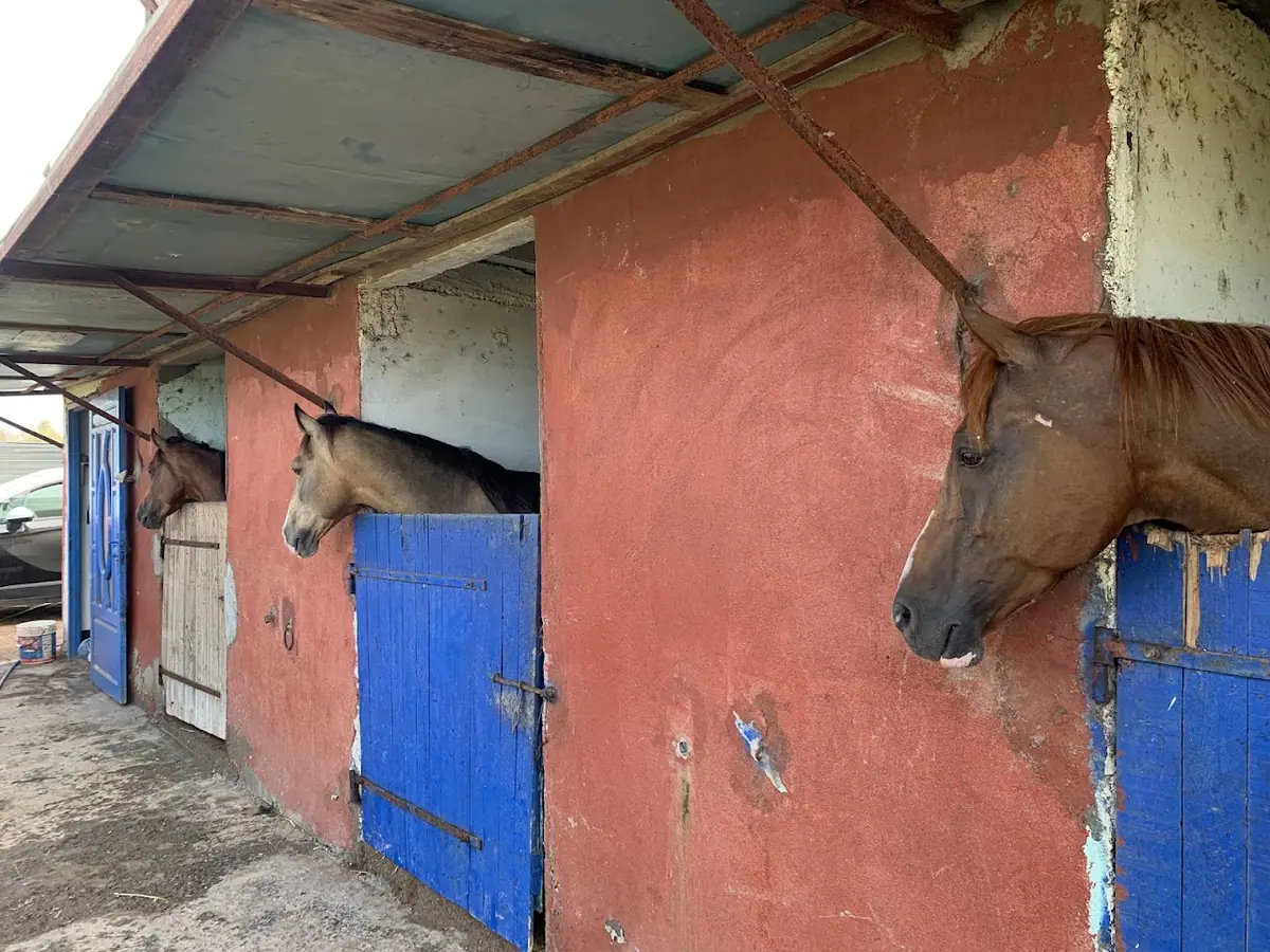 Club Équestre Rekab Academy · Équitation · El Jadida · photo 3