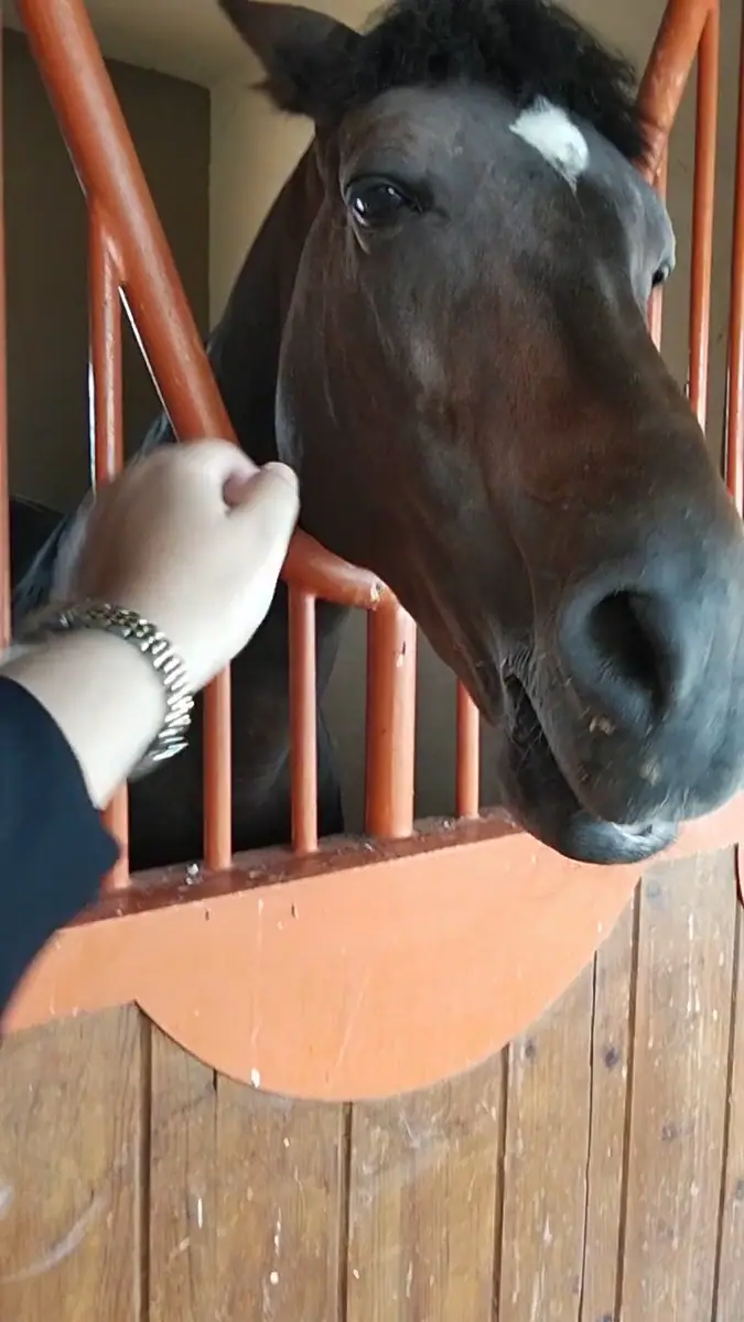Terain Chakir Mohamed · Équitation · Marrakech · photo 2