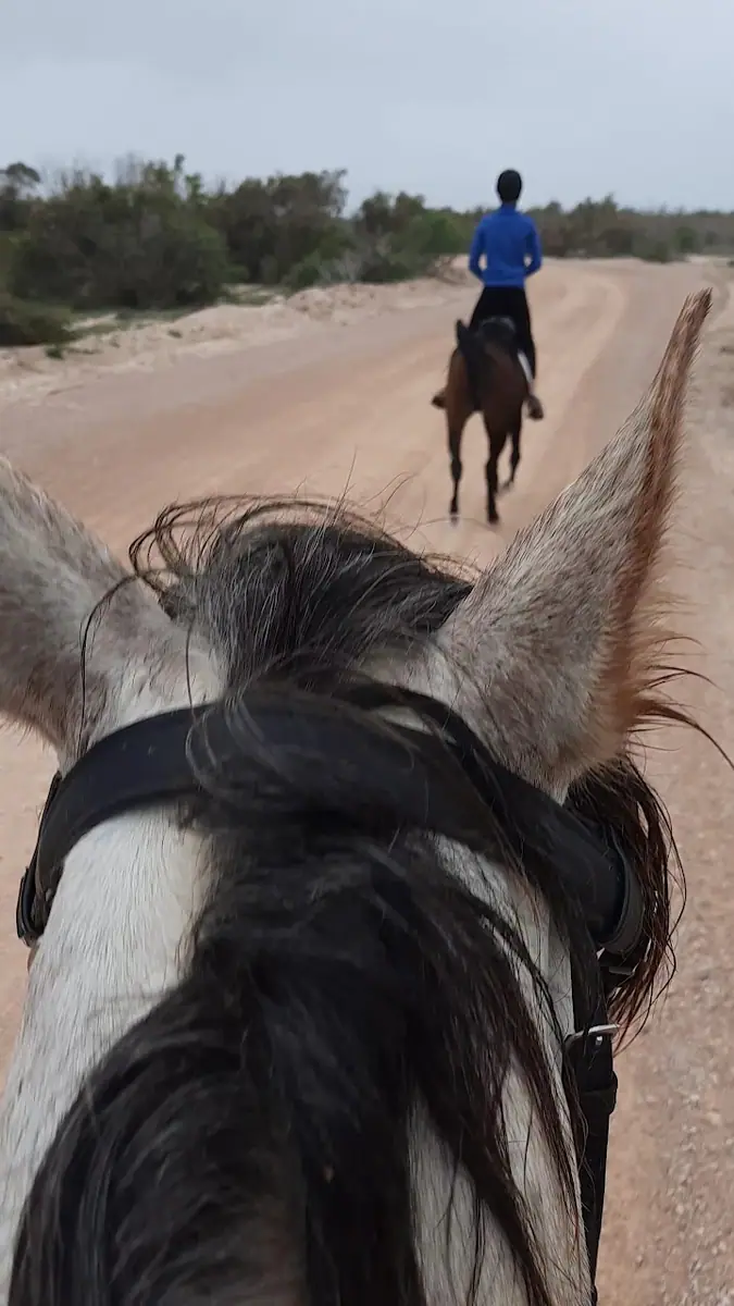 نادي تازودة للفروسية · Équitation · Nador · photo 2