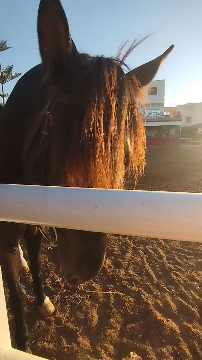 Club Equestre Campaminto · Équitation · Nador · photo 2