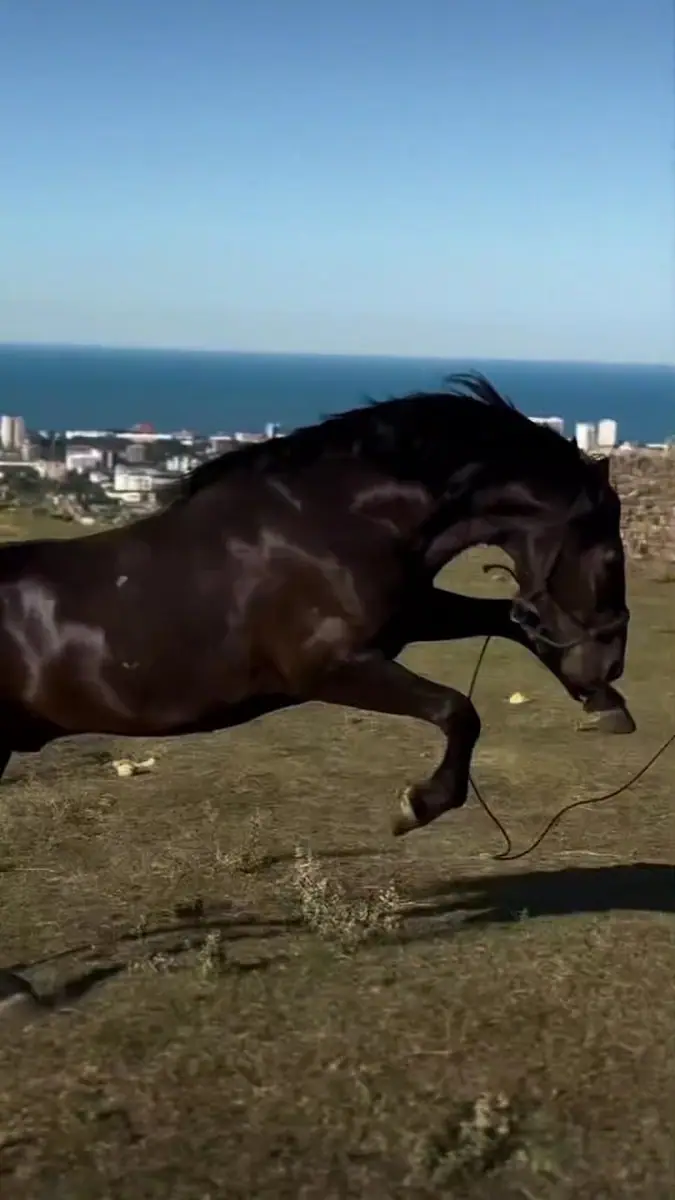Club équestre de Nador · Équitation · Nador · photo 2
