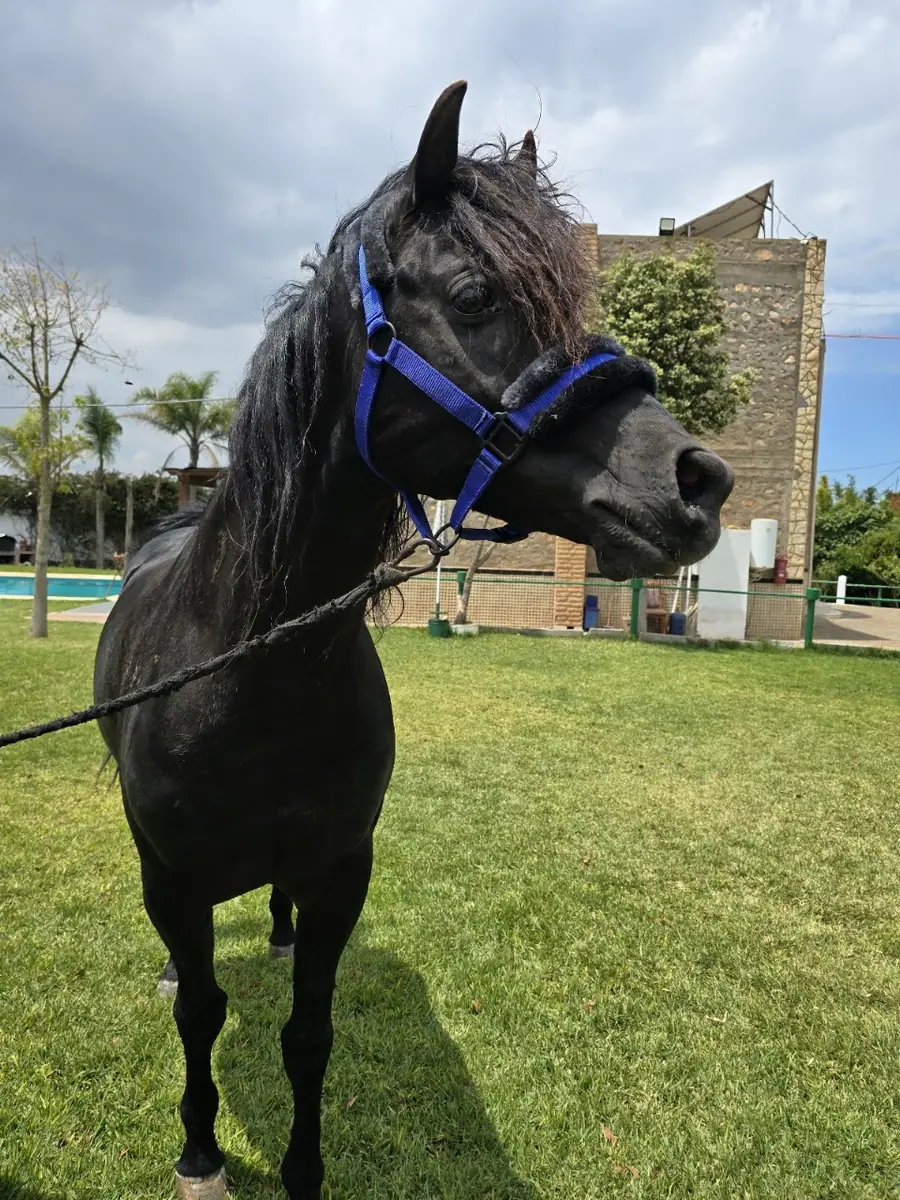 Elaaz horse farm · Équitation · El Jadida · photo 3