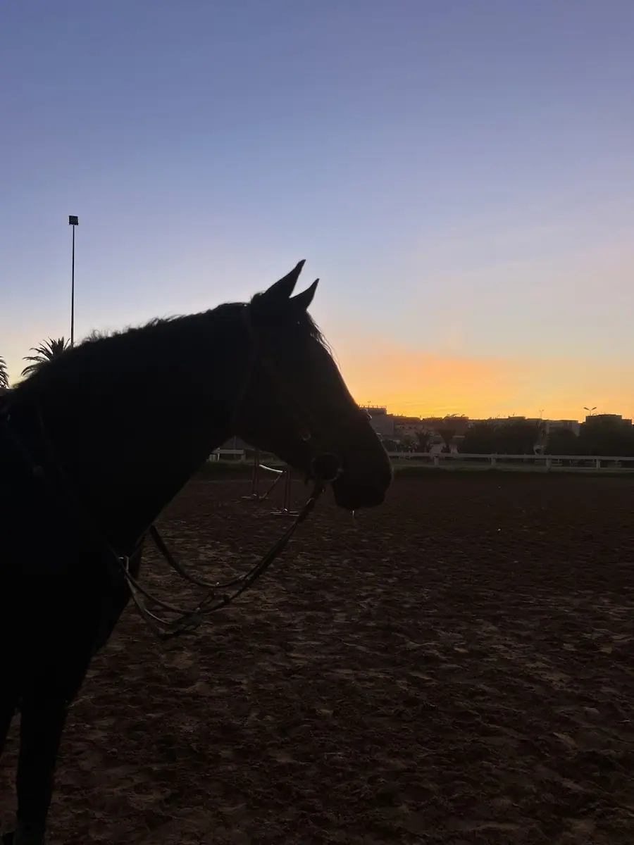 Club De L'etrier De Meknès · Équitation · Meknès · photo 3