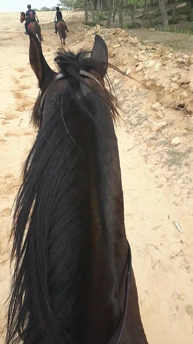 Horse Club Abdelkader - نادي الخيل عبد القادر · Équitation · Nador · photo 2