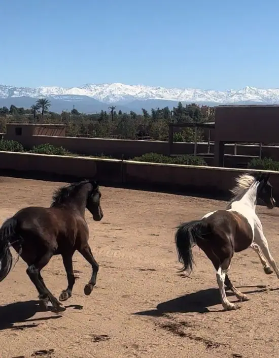 Écurie Les Cimes De L'atlas · Équitation · Marrakech