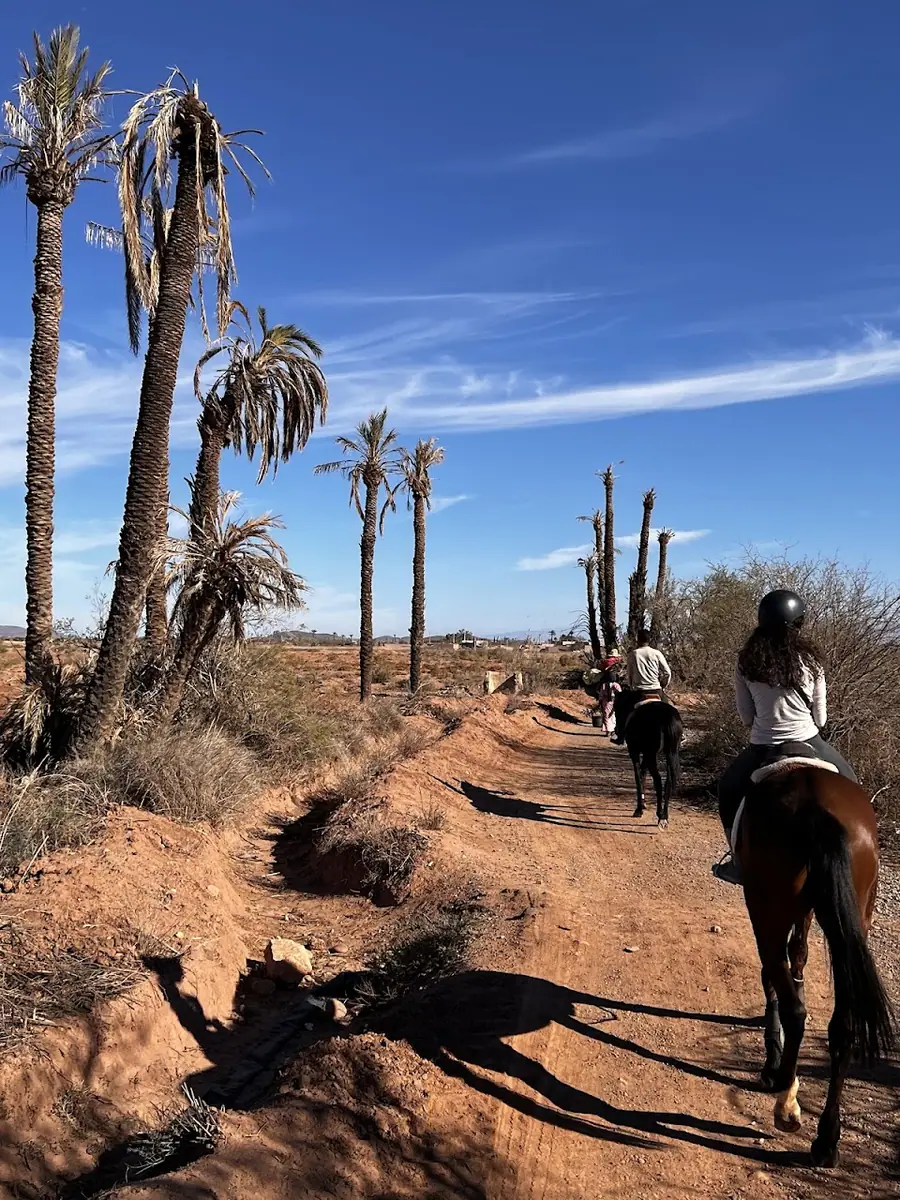 Domaine Équestre La Palmeraie - Cheval Marrakech · Équitation · Marrakech · photo 3