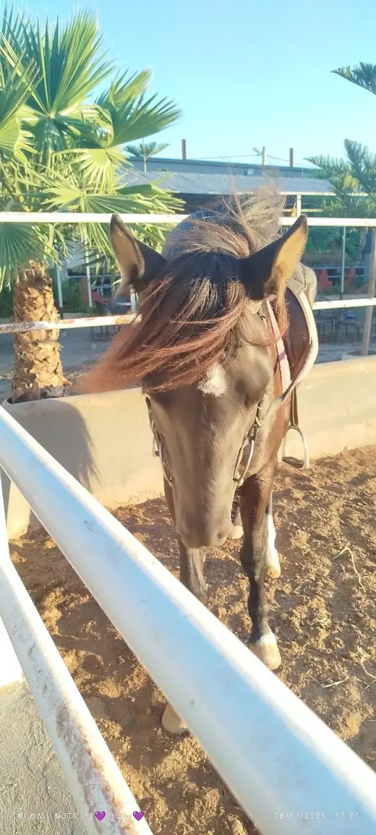 Club Equestre Campaminto · Équitation · Nador