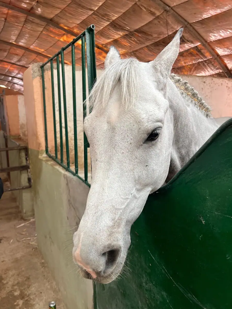 Club équestre de Nador · Équitation · Nador · photo 3