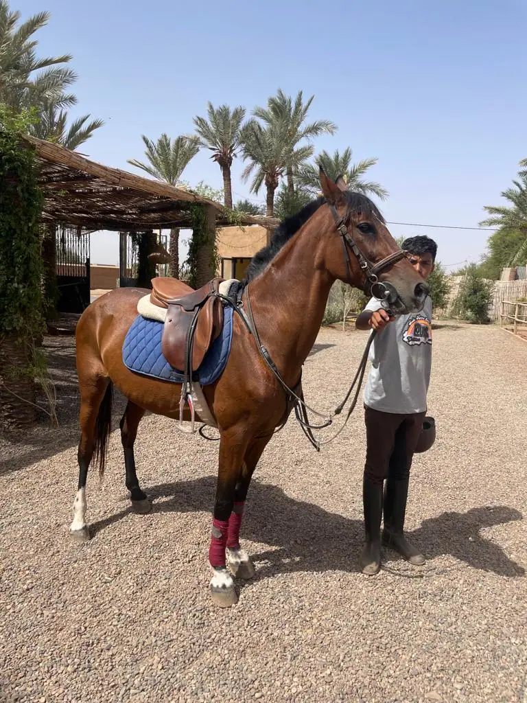 Balade a Cheval Marrakech Palmeraie - Chevalamarrakech · Équitation · Marrakech · photo 3