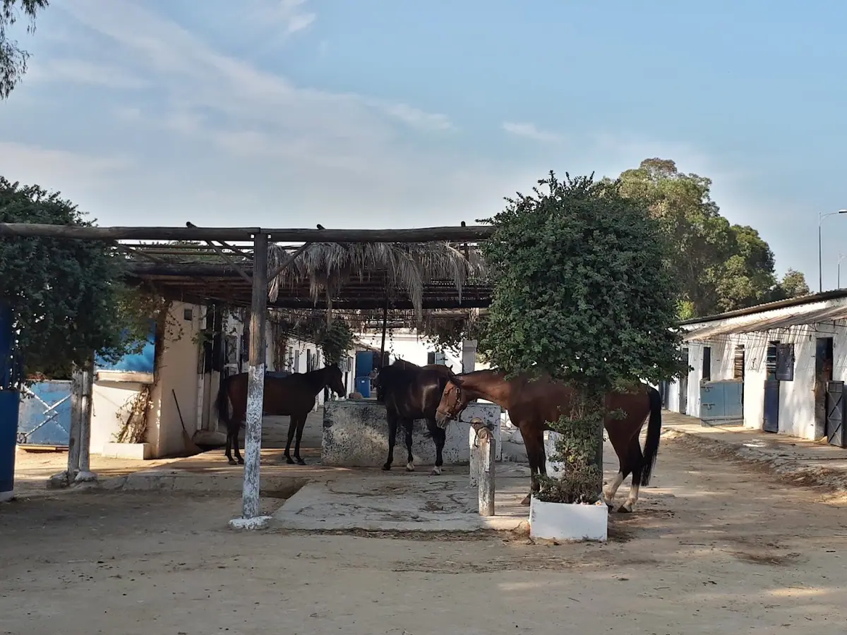 Royal Equestrian Club · Équitation · Tanger · photo 3