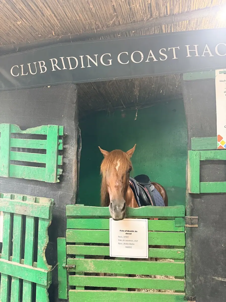 Club équestre Riding Coast du Haouzia · Équitation · El Jadida · photo 3