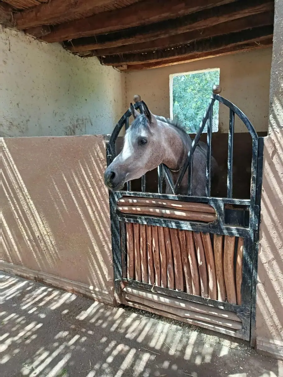 Equestre Palmeraie - Cheval Marrakech atlas · Équitation · Marrakech · photo 3