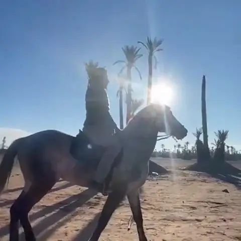 Equestre Palmeraie - Cheval Marrakech · Équitation · Marrakech · photo 2