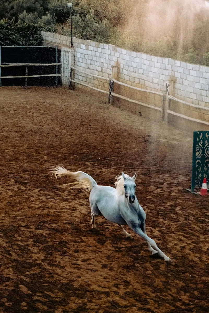 Club Ribat Al Khair D'équitation · Équitation · Meknès · photo 2