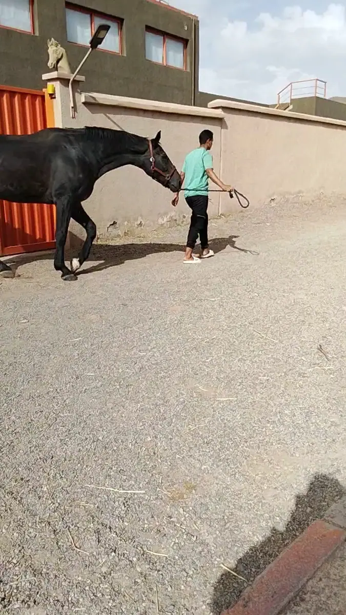 Terain Chakir Mohamed · Équitation · Marrakech