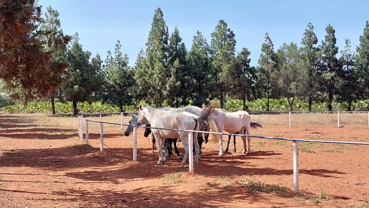 Royal Club Equestre Riyad Mohammedia · Équitation · Casablanca · photo 2