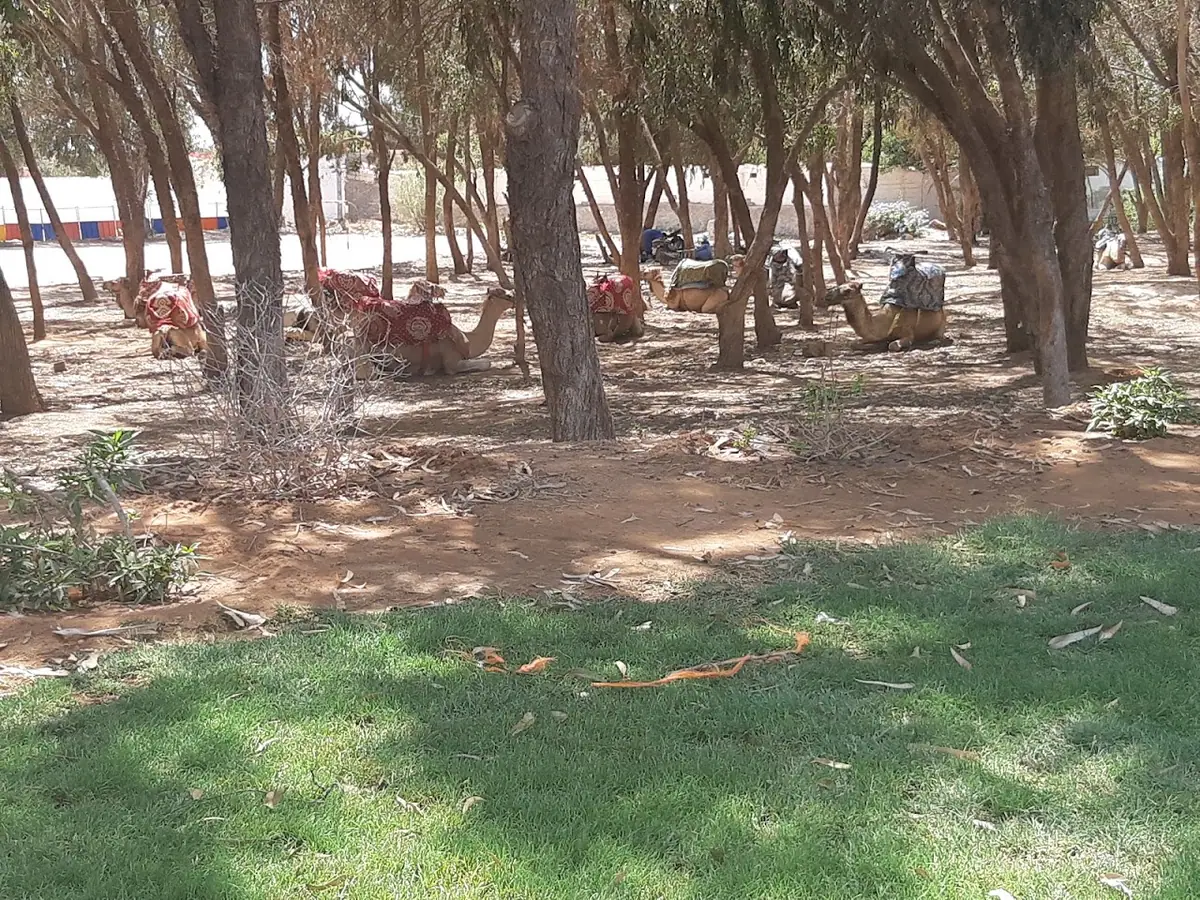 النادي الملكي للفروسية أكادير · Équitation · Agadir · photo 3