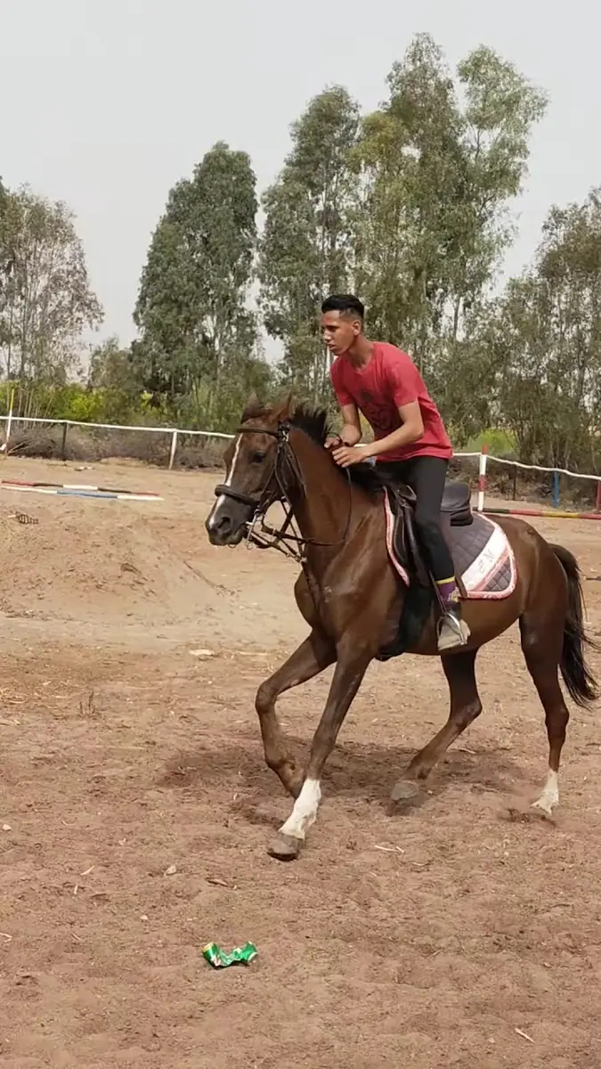 Domaine Équestre · Équitation · Marrakech · photo 2