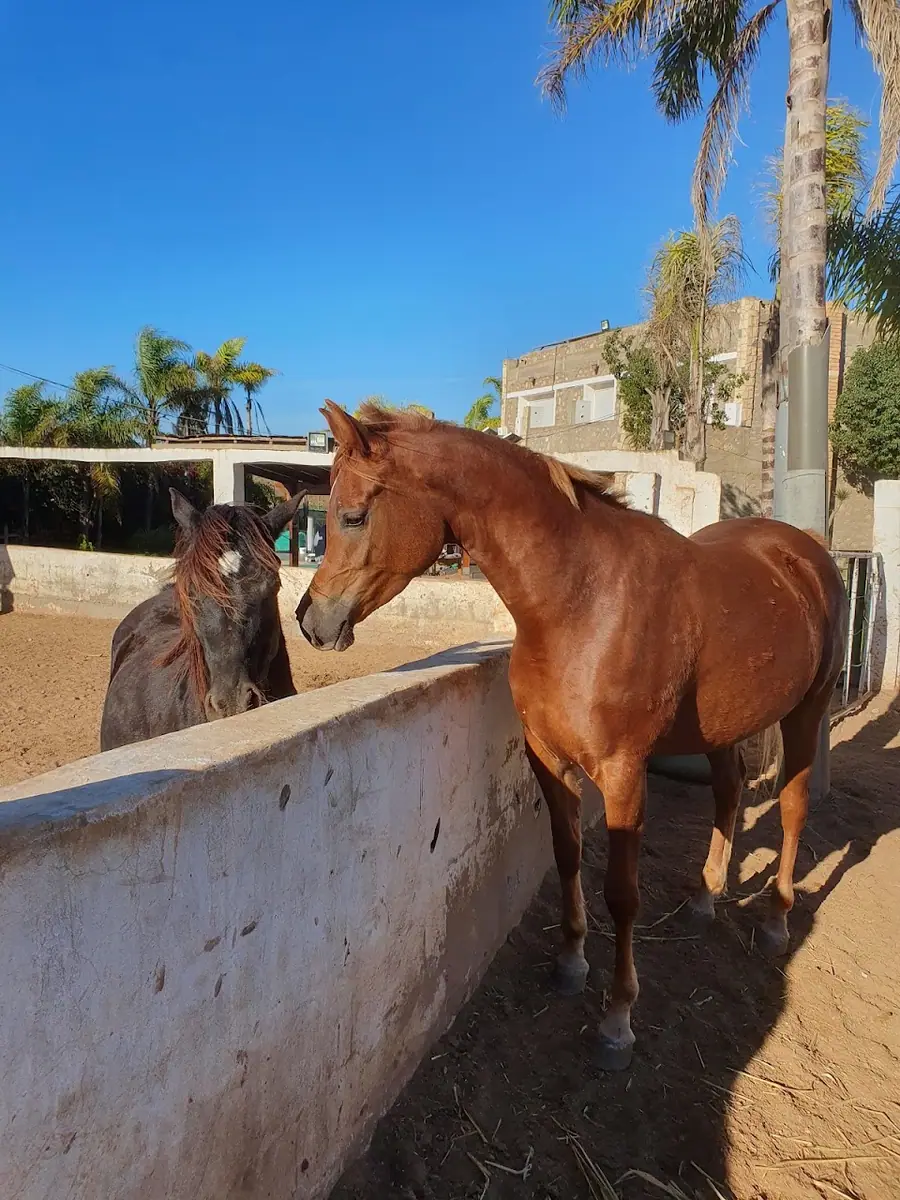 Elaaz horse farm · Équitation · El Jadida