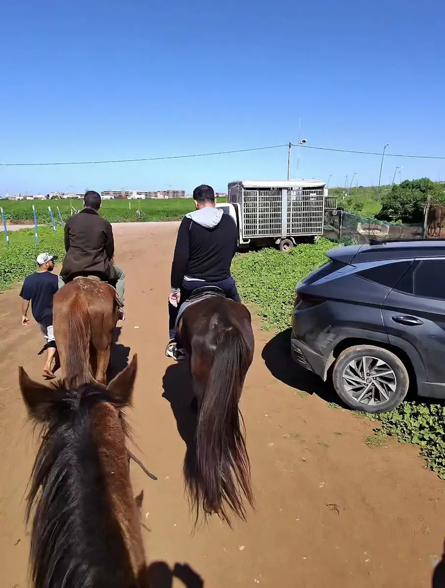 Horseland casablanca · Équitation · Casablanca · photo 3