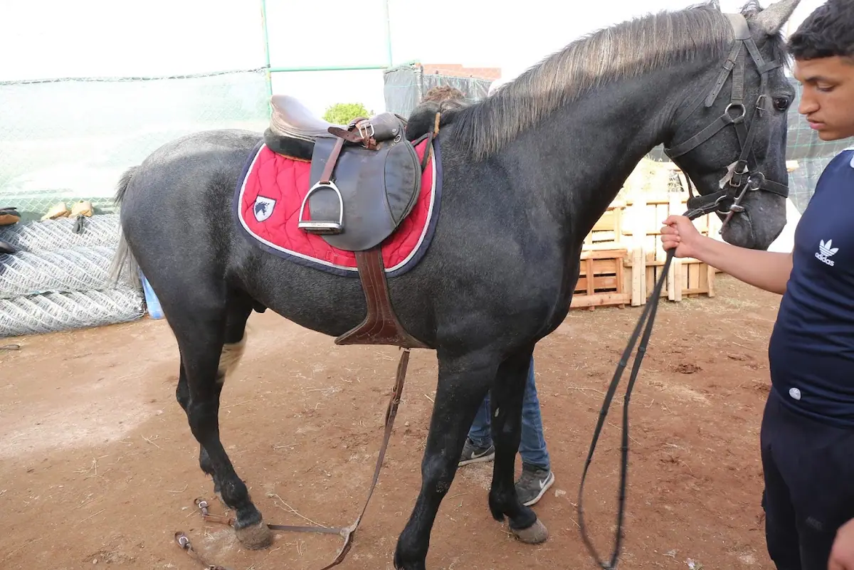 Safi-Cavaliers · Équitation · Safi · photo 2