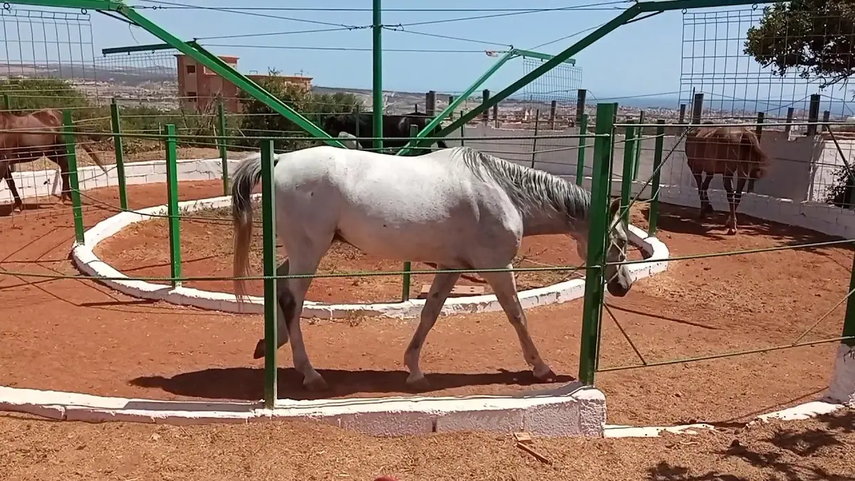 Finca caballos "Finca la Yeguada de Tisamrin" · Équitation · Nador · photo 2