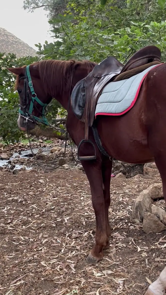 Club Al Adarissa D'équitation · Équitation · Fès · photo 3