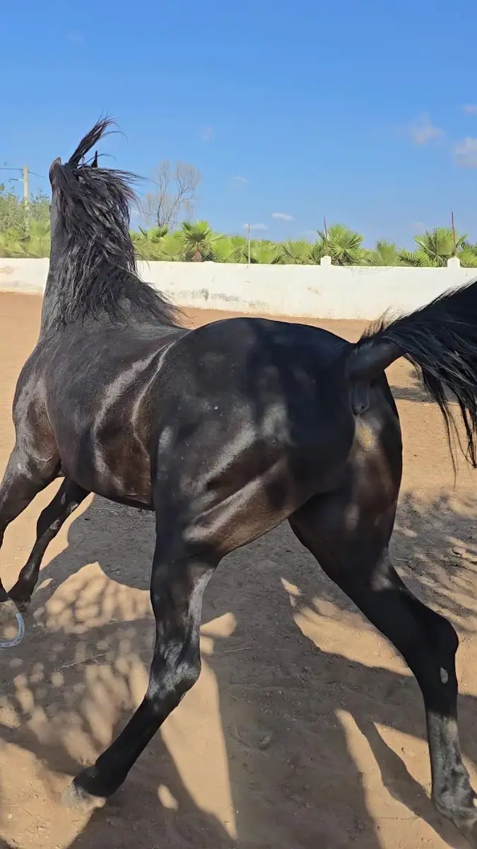 Elaaz horse farm · Équitation · El Jadida · photo 2